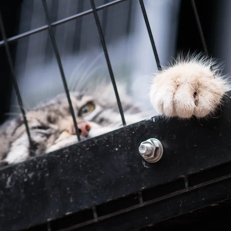 A photograph of Grusha in Asahiyama Zoo