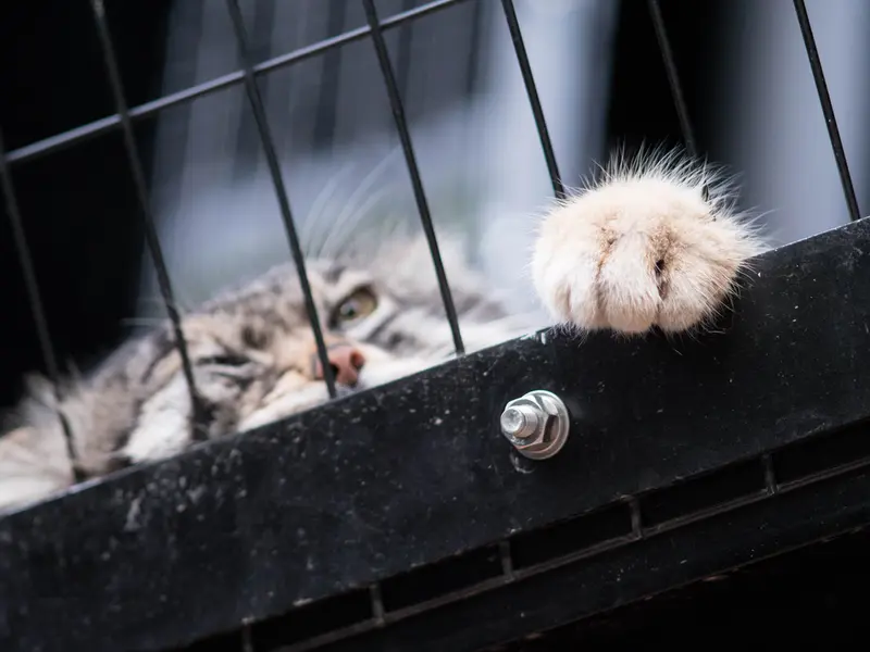A photograph of Grusha in Asahiyama Zoo