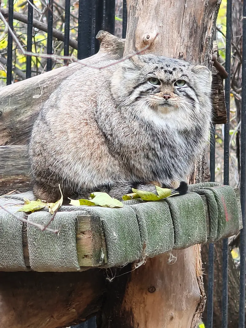 A photograph of Anya in Novosibirsk Zoo