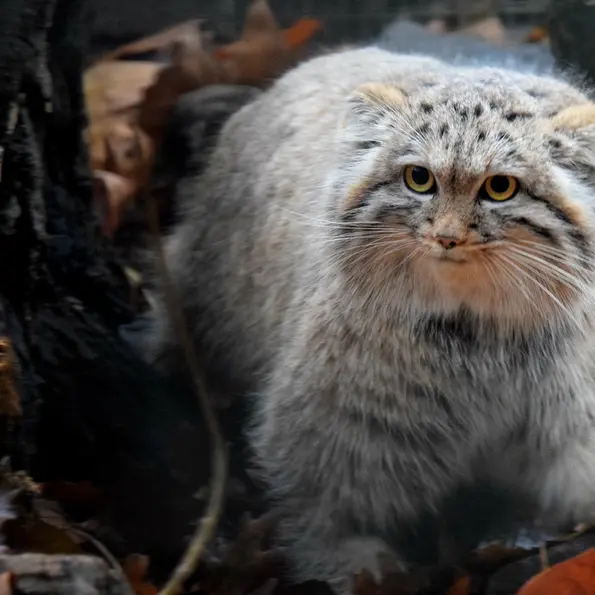 A photograph of Lucy in Budapest Zoo &amp; Botanical Garden
