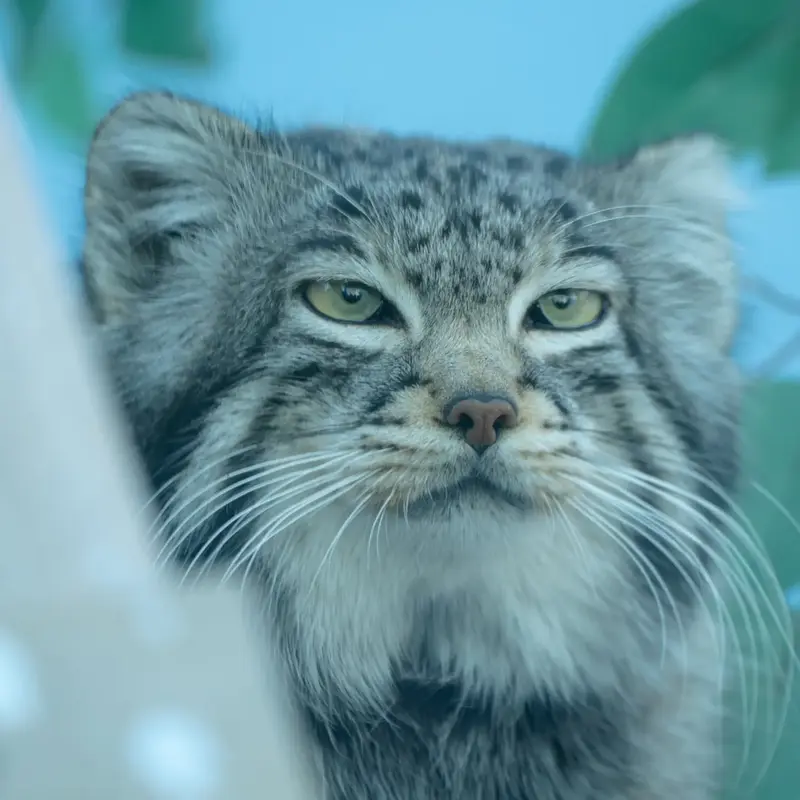 A photograph of Sun Sanlang in Qinghai-Tibet Plateau Wildlife Zoo