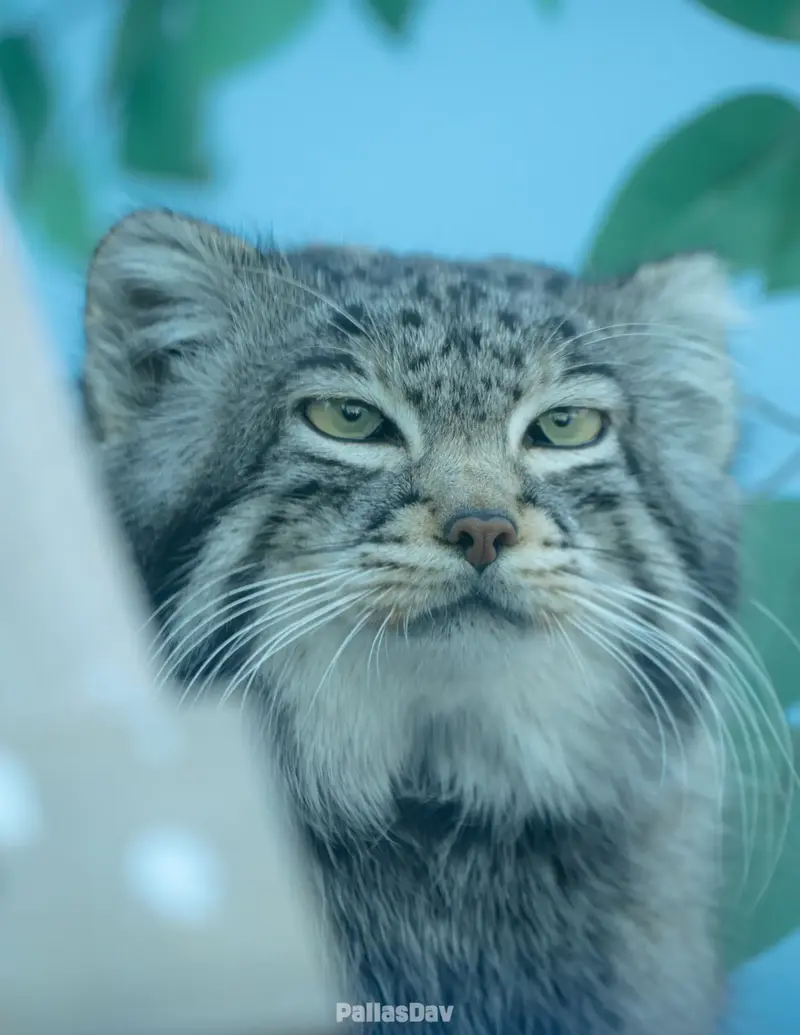 A photograph of Sun Sanlang in Qinghai-Tibet Plateau Wildlife Zoo