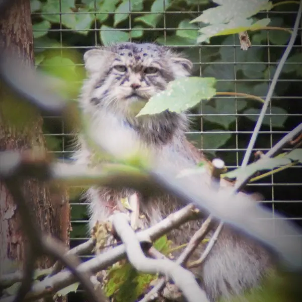A photograph of Maituk in Lumigny Safari Reserve