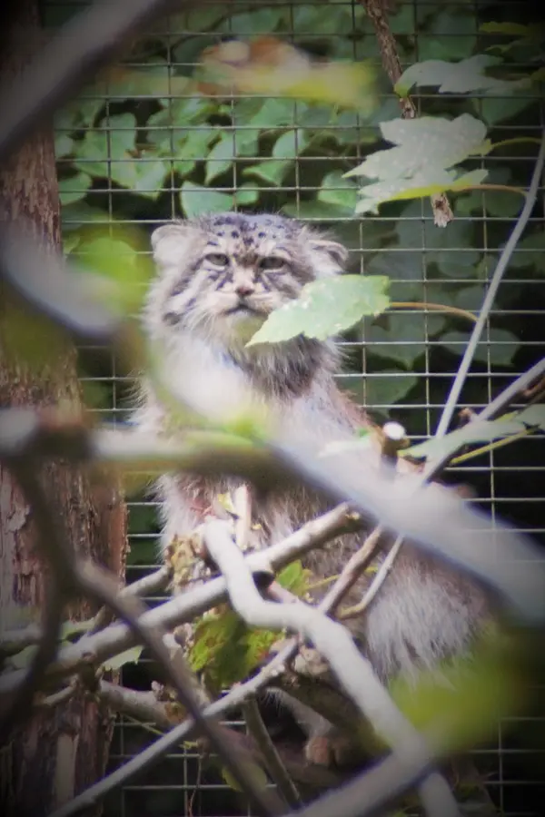 A photograph of Maituk in Lumigny Safari Reserve