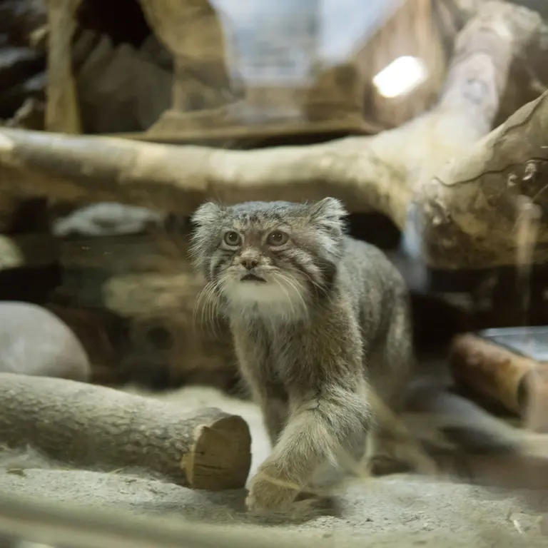 A photograph of Klyon in Ueno Zoological Gardens