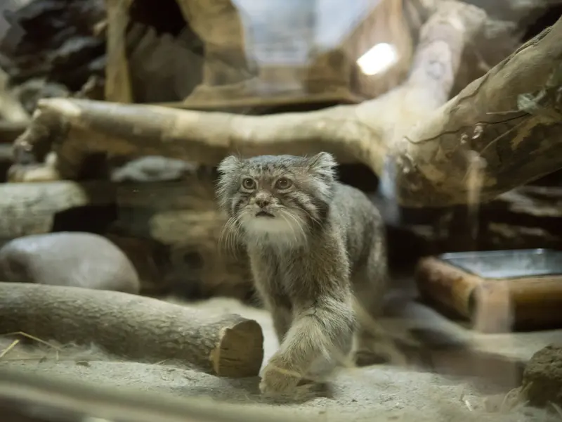 A photograph of Klyon in Ueno Zoological Gardens