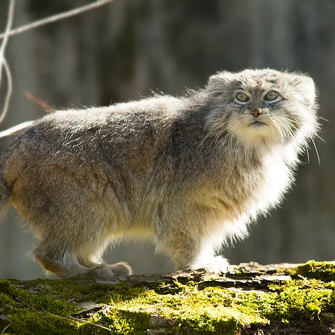A photograph of Benny in Parken Zoo