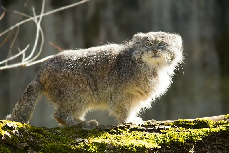 A photograph of Benny in Parken Zoo
