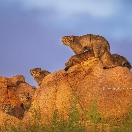 A photograph of a Pallas's cat