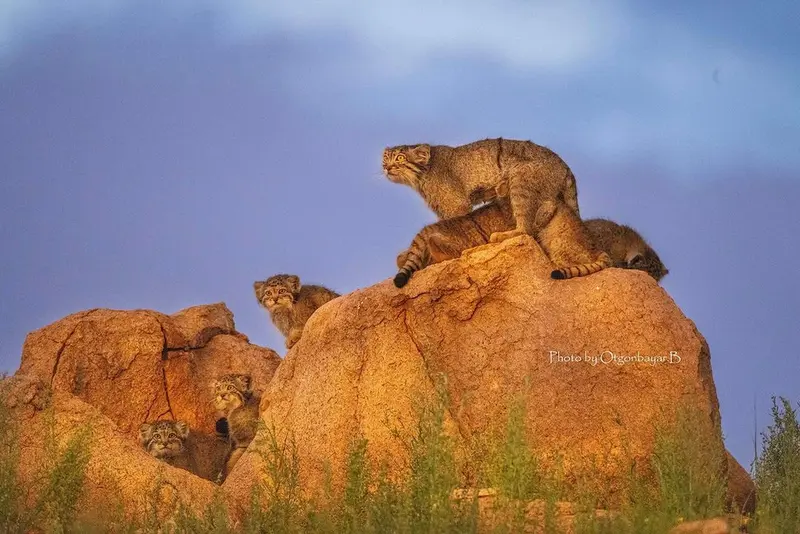 A photograph of a Pallas's cat