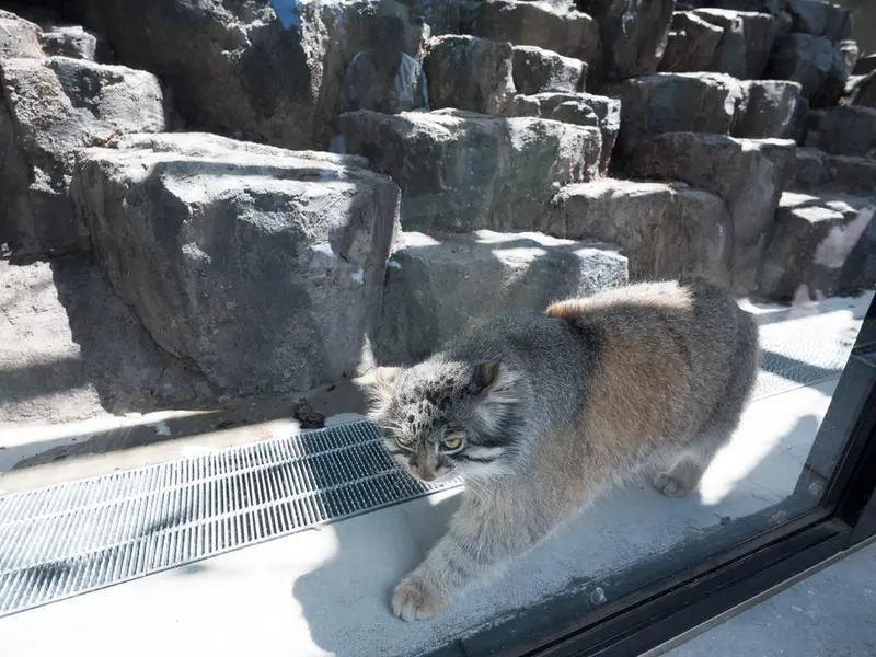 A photograph of Grusha in Asahiyama Zoo