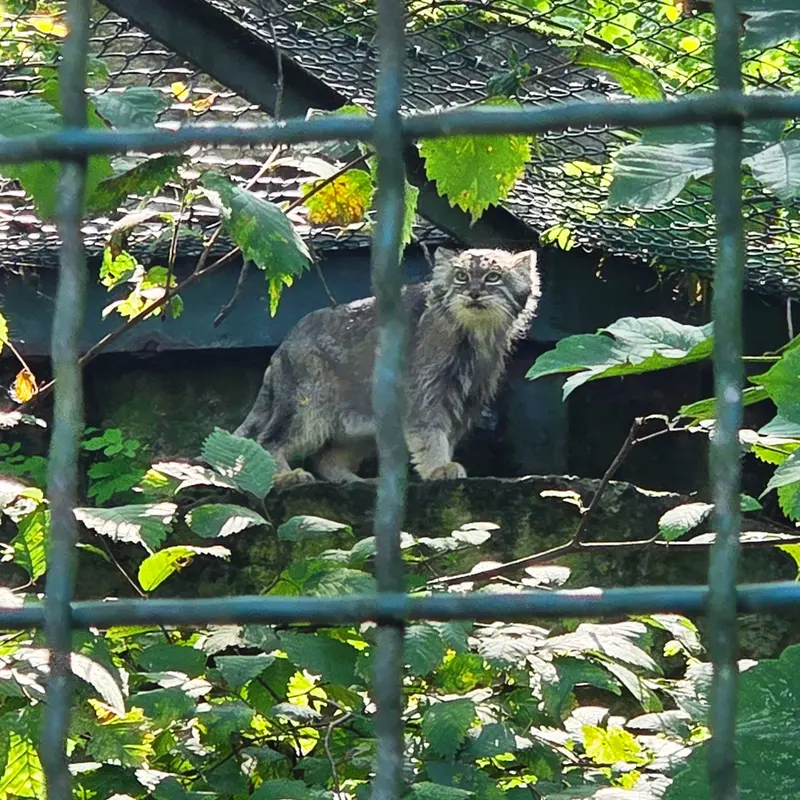 A photograph of Maneki-Neko in Tierpark Berlin