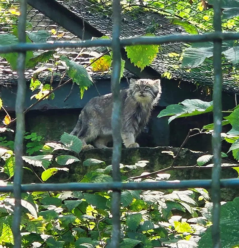 A photograph of Maneki-Neko in Tierpark Berlin