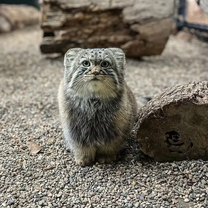 What is your favourite type of manul?