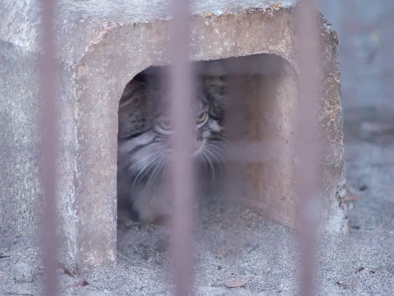 A photograph of Figa in Nogeyama Zoo