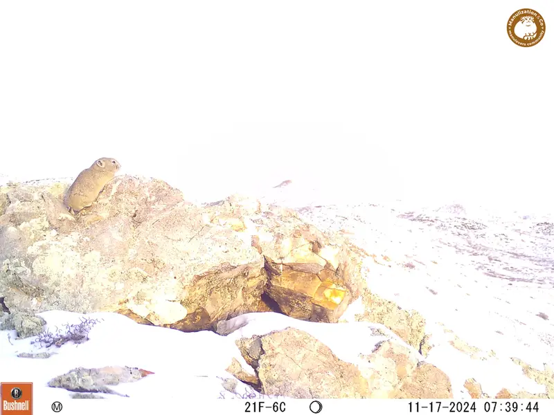 A photograph of Pika from Besshoky 1 camera trap