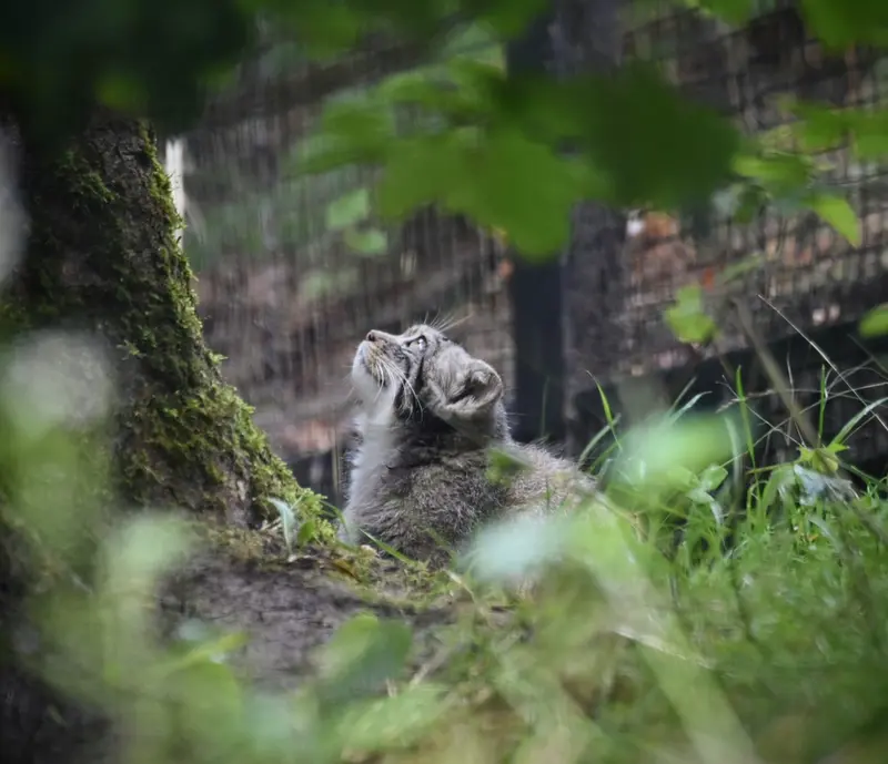 A photograph of a Pallas's cat in Gdansk Zoo