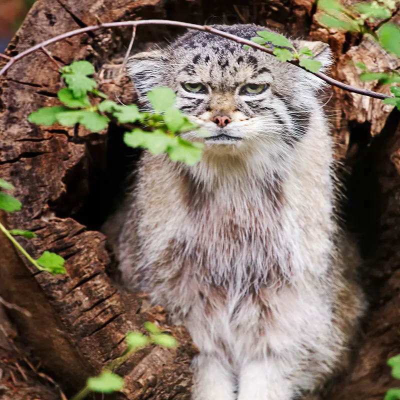 A photograph of Red in Cheyenne Mountain Zoo