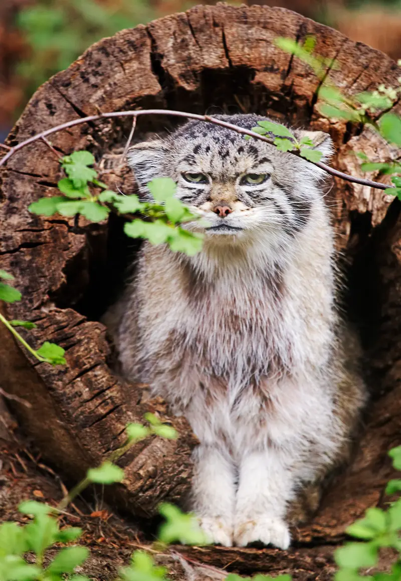 A photograph of Red in Cheyenne Mountain Zoo