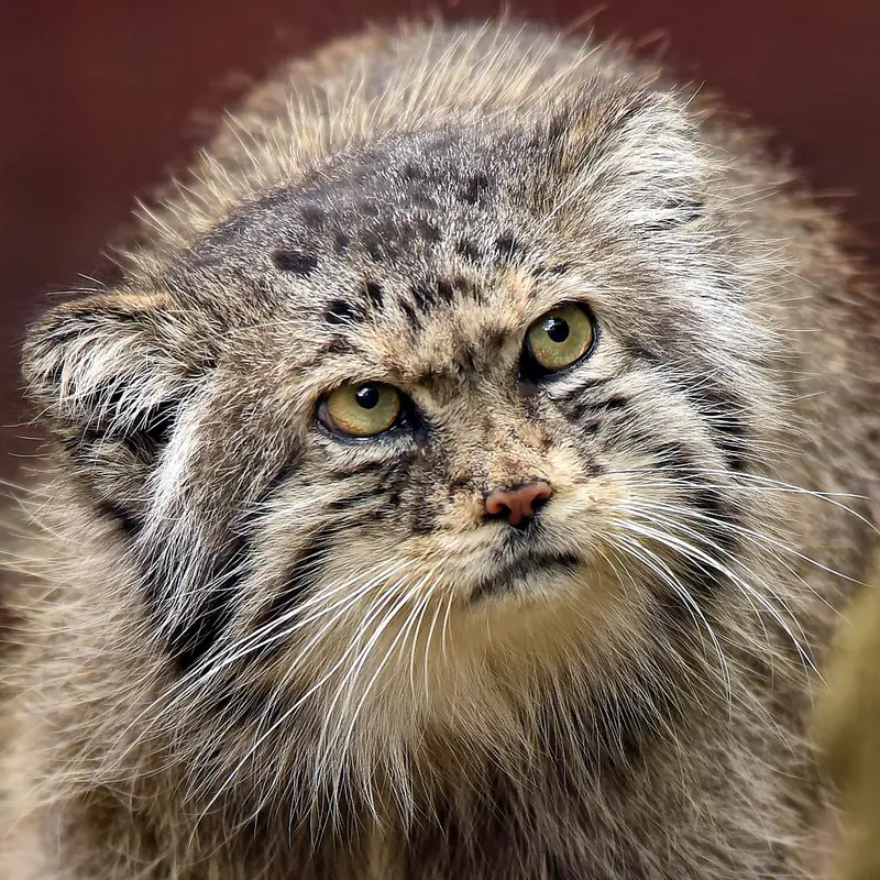 Shiva the Pallas's cat from Ménagerie du Jardin des plantes
