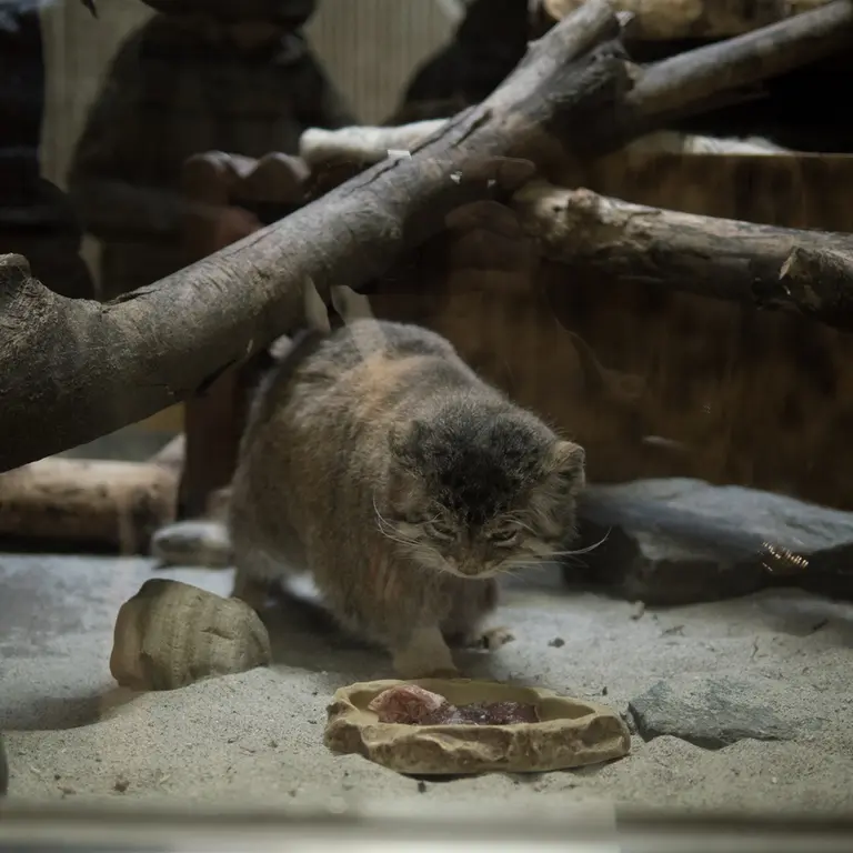 A photograph of Primula in Ueno Zoological Gardens