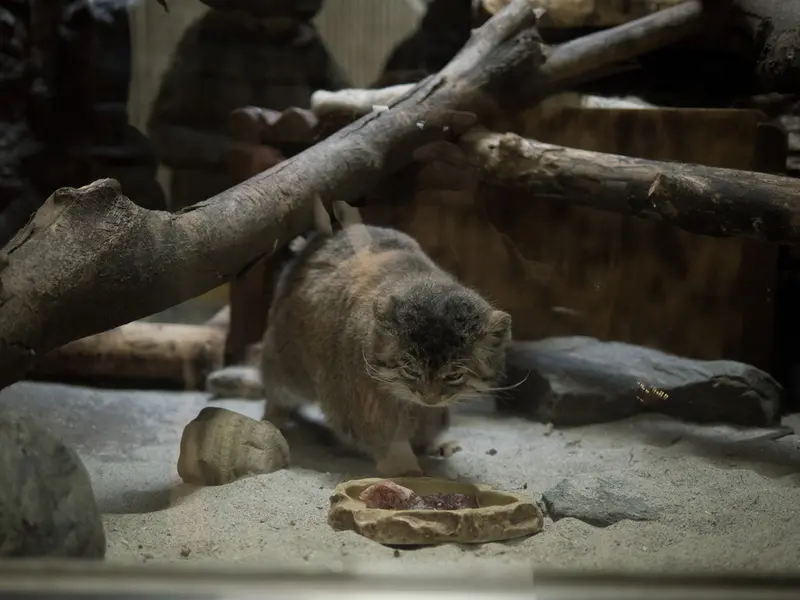 A photograph of Primula in Ueno Zoological Gardens
