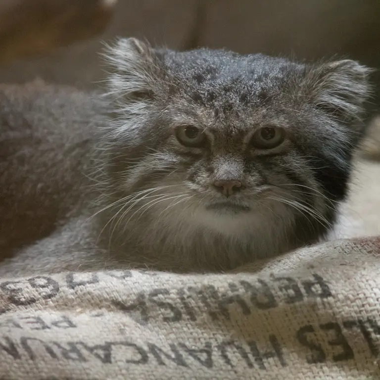 A photograph of Klyon in Ueno Zoological Gardens