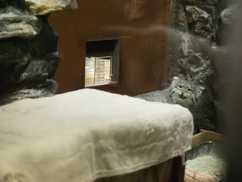 A photograph of Figa in Ueno Zoological Gardens