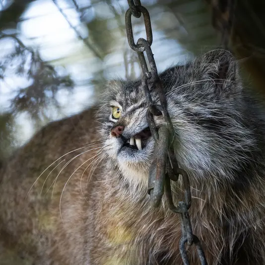 A photograph of Kulki in Banham Zoo