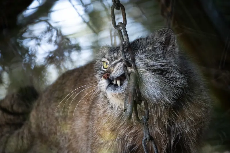 A photograph of Kulki in Banham Zoo