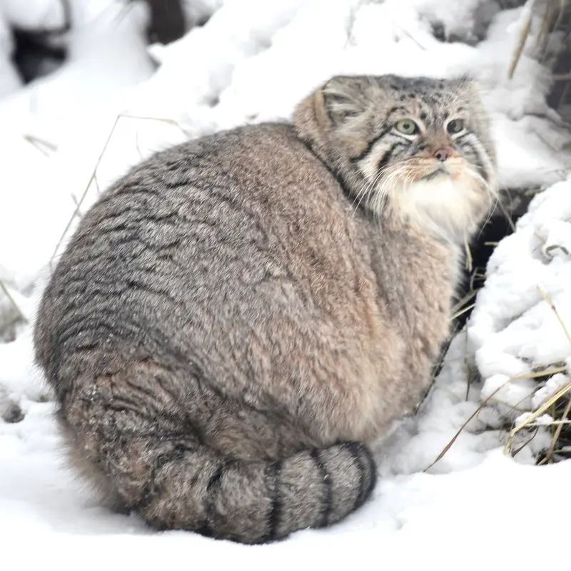 A photograph of Zelenogorsk in Novosibirsk Zoo