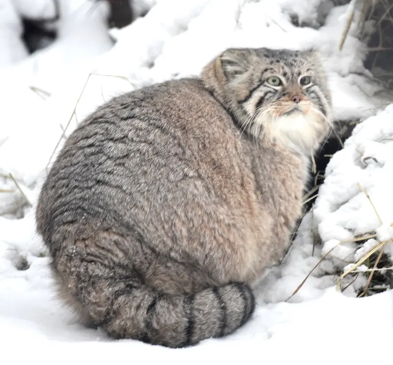 A photograph of a Pallas's cat in Novosibirsk Zoo