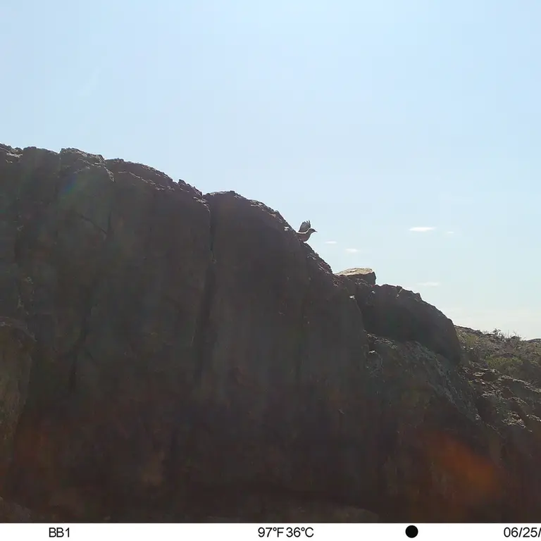 A photograph of a Pallas's cat from Aktas-Kunkora [new] camera trap