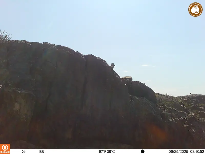 A photograph of a Pallas's cat from Aktas-Kunkora [new] camera trap