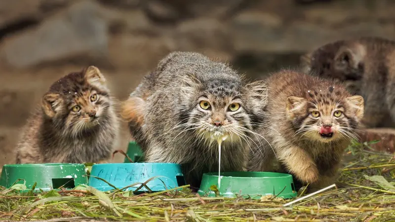 A video of Snezhinka, Kitten of Snezhinka b.2025 Ⅰ, Kitten of Snezhinka b.2025 Ⅱ, Kitten of Snezhinka b.2025 Ⅲ, Kitten of Snezhinka b.2025 Ⅳ, Kitten of Snezhinka b.2025 Ⅴ, and Kitten of Snezhinka b.2025 Ⅵ in Novosibirsk Zoo