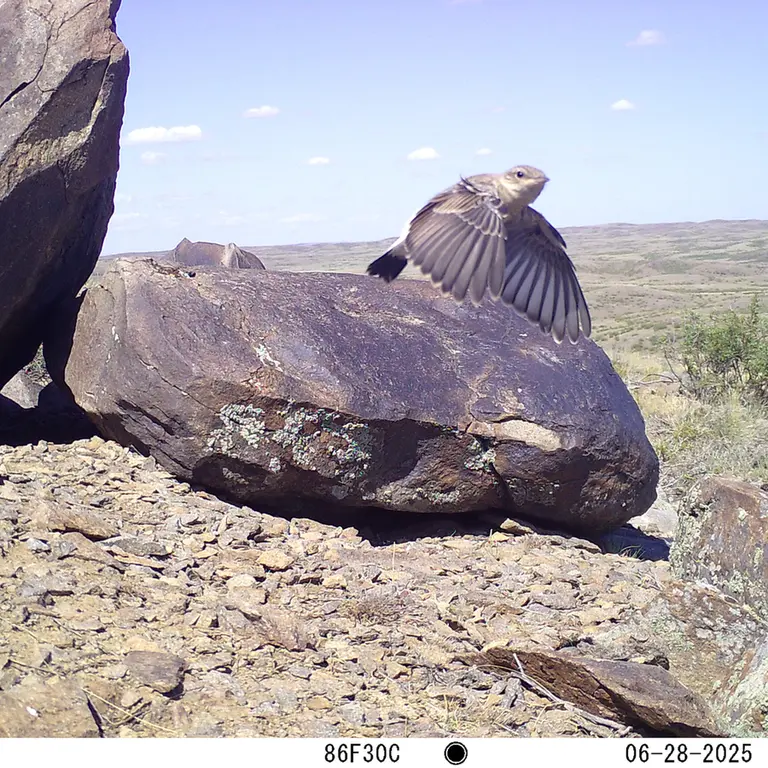 A photograph of a Pallas's cat from Koshkar [new] camera trap