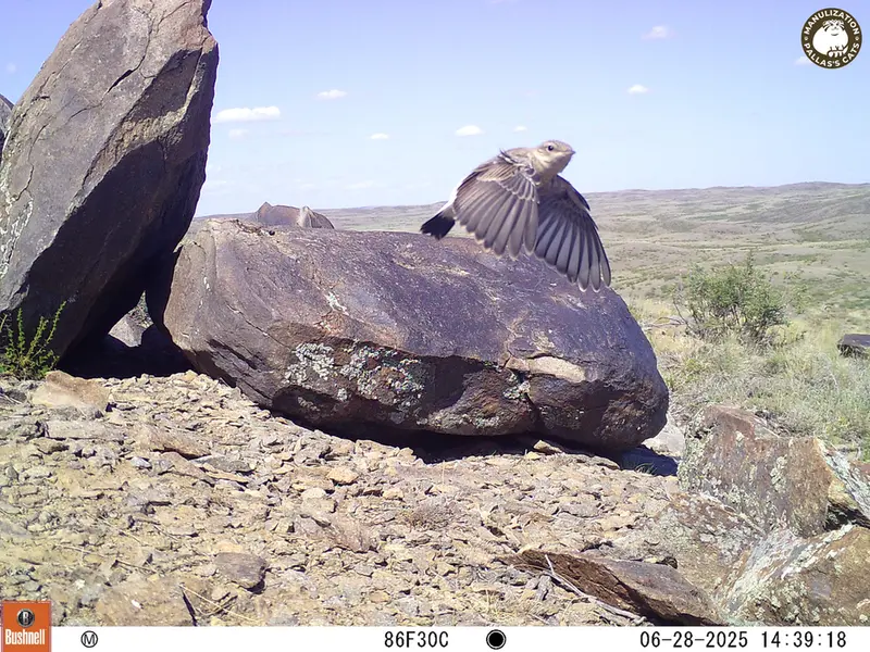 A photograph of a Pallas's cat from Koshkar [new] camera trap