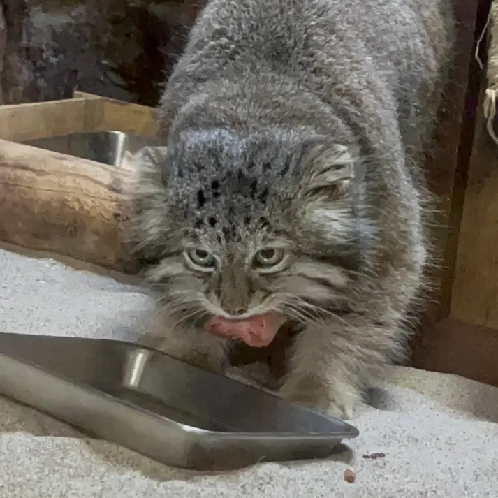 A photograph of Klyon in Ueno Zoological Gardens