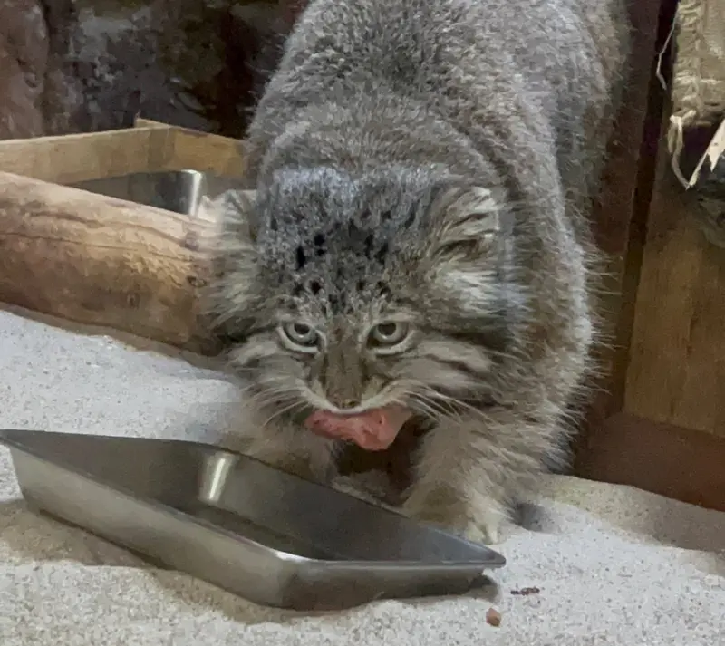 A photograph of Klyon in Ueno Zoological Gardens