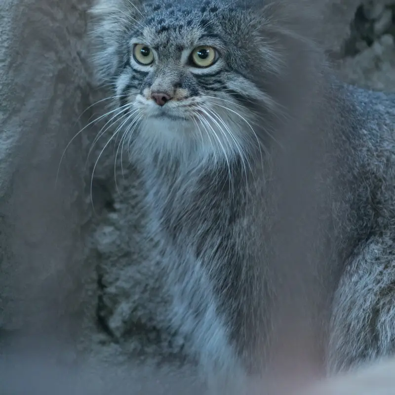 A photograph of Figa in Nogeyama Zoo