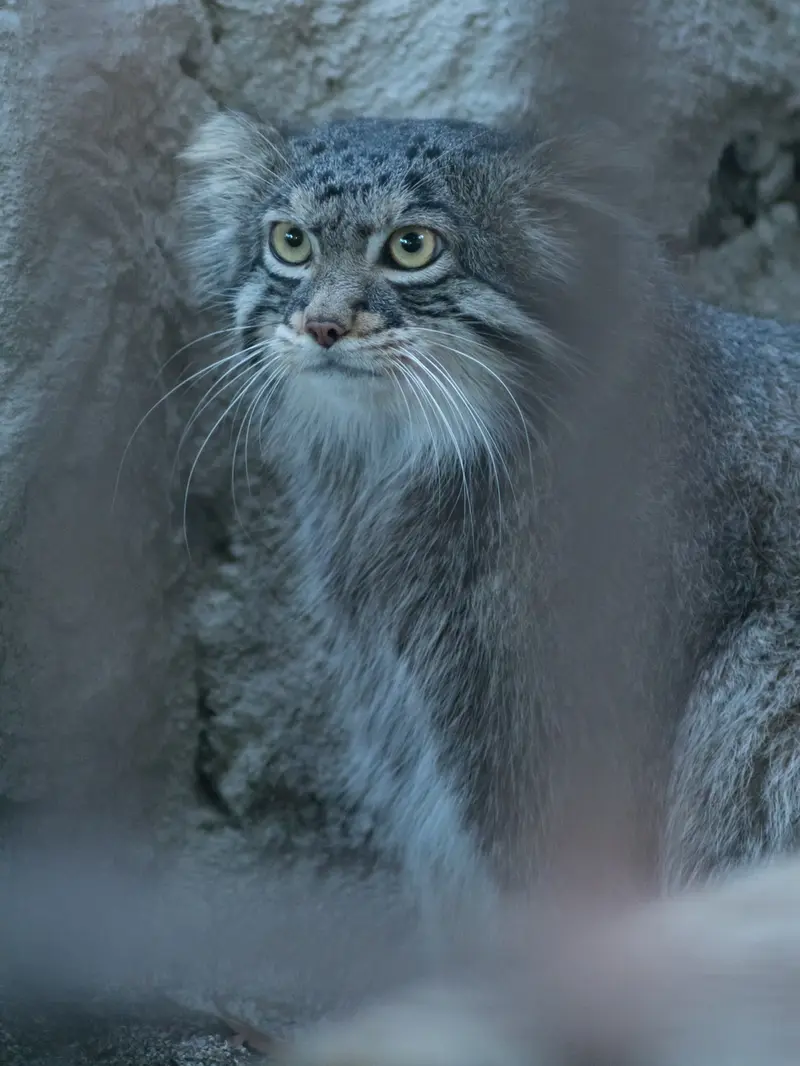 A photograph of Figa in Nogeyama Zoo