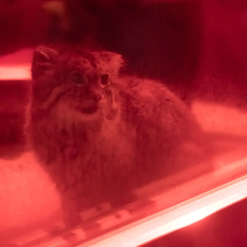 A photograph of Naim in Ueno Zoological Gardens