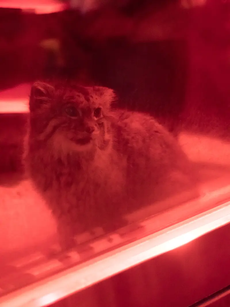 A photograph of Naim in Ueno Zoological Gardens