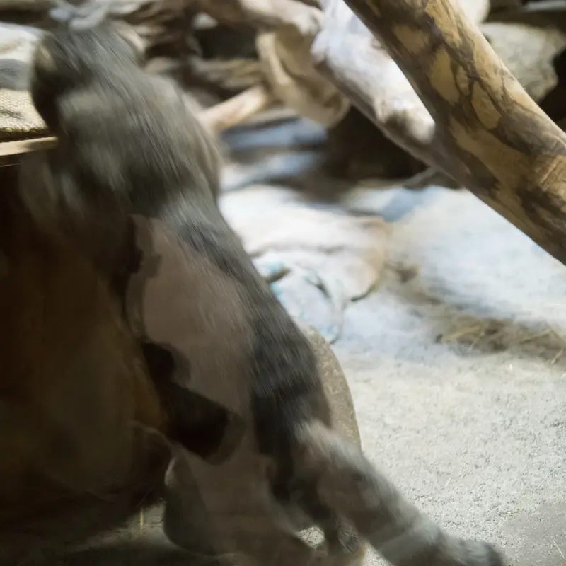 A photograph of Klyon in Ueno Zoological Gardens