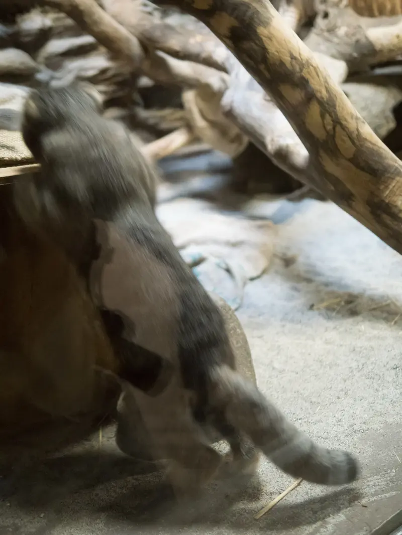A photograph of Klyon in Ueno Zoological Gardens