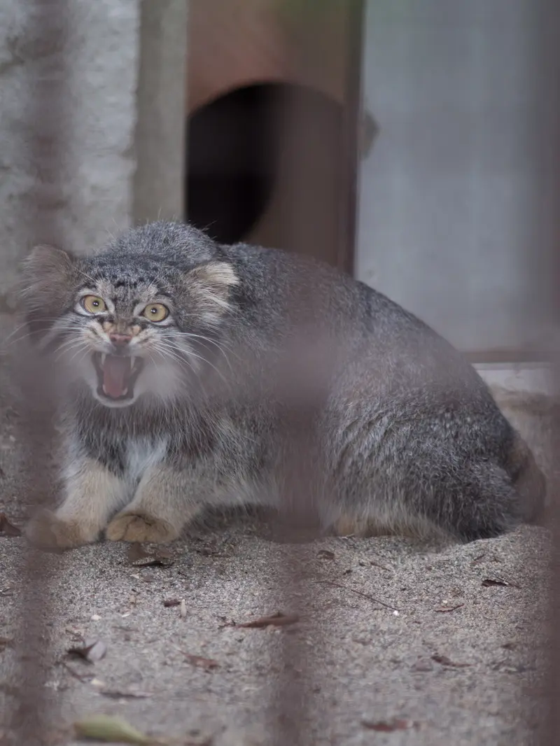 A photograph of Figa in Nogeyama Zoo