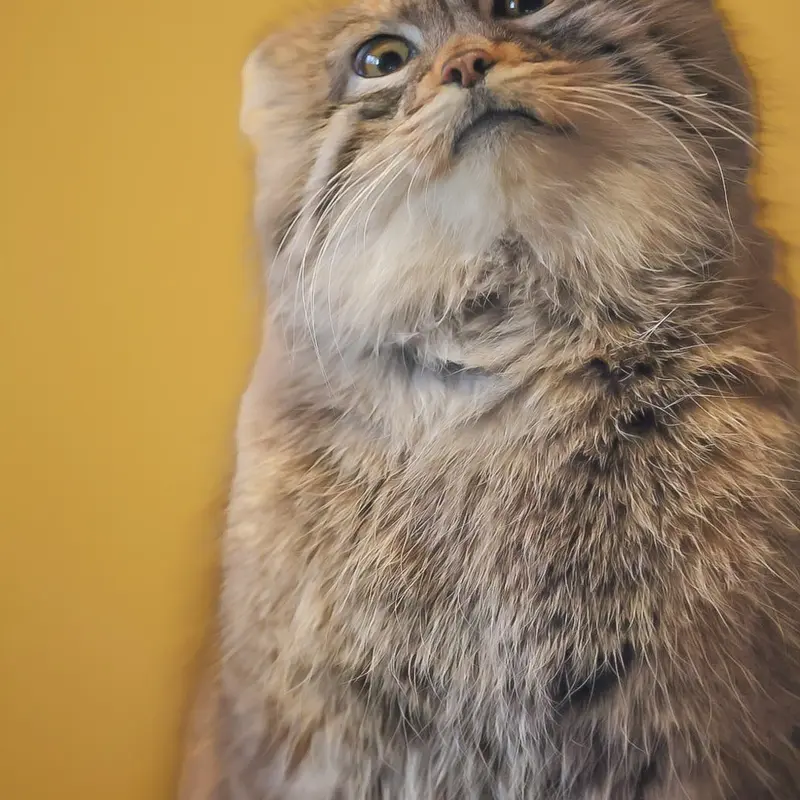 A photograph of Oliva in Saitama Children's Zoo