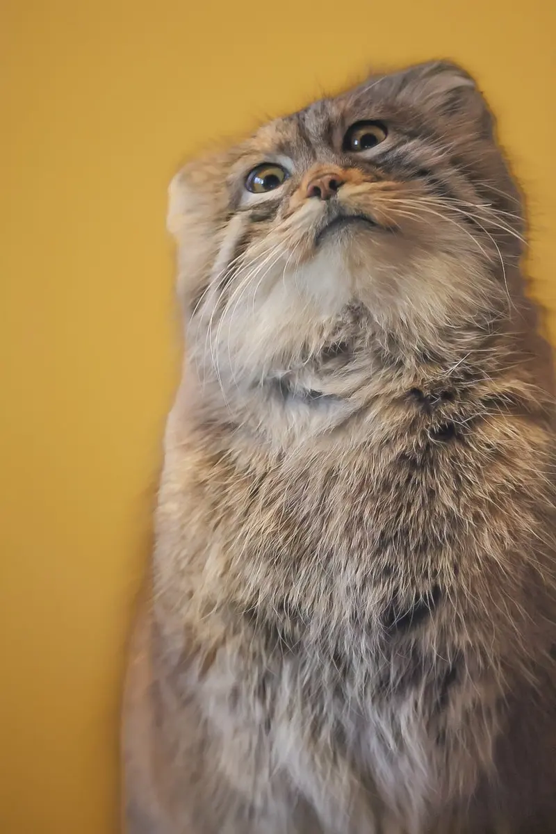 A photograph of Oliva in Saitama Children's Zoo