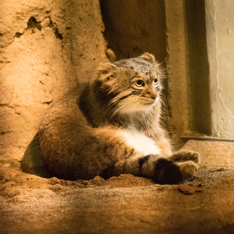 A photograph of Figa in Nogeyama Zoo