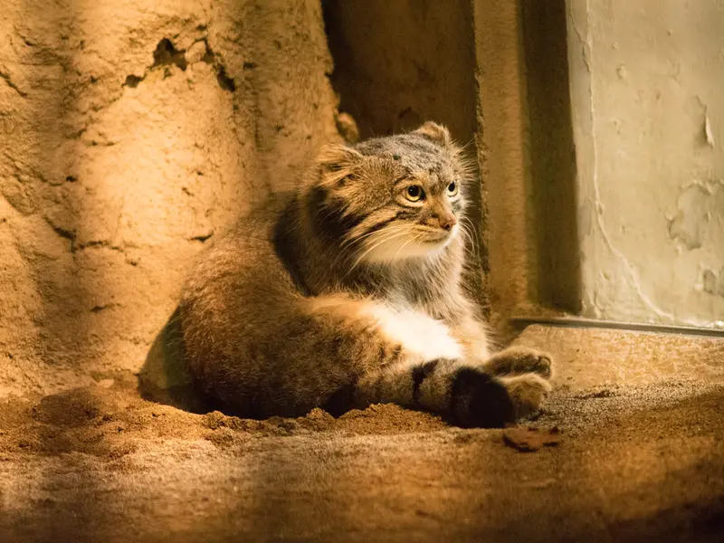 A photograph of Figa in Nogeyama Zoo